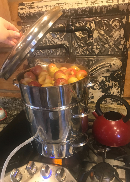 apples steaming in juicer ready for applesauce