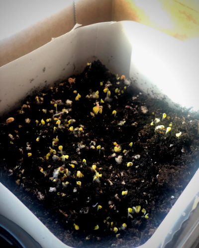 freshly sprouted seeds in recycled container. 