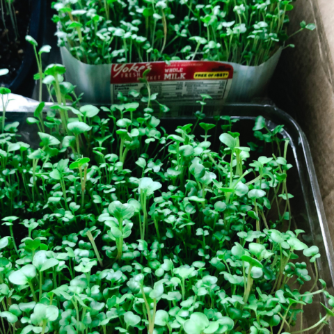 Beautiful lush sprouts growing in recycled containers