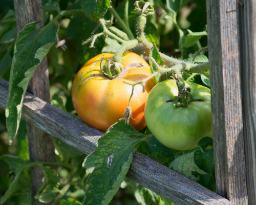 Gardening in small spaces doesn't have to be discouraging or limiting. With 3 easy tips and lots of expert advice you too can grow a beautiful, thriving garden ANYWHERE!