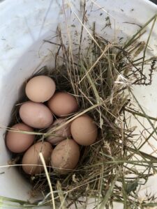 beautiful home grown eggs nestled in straw