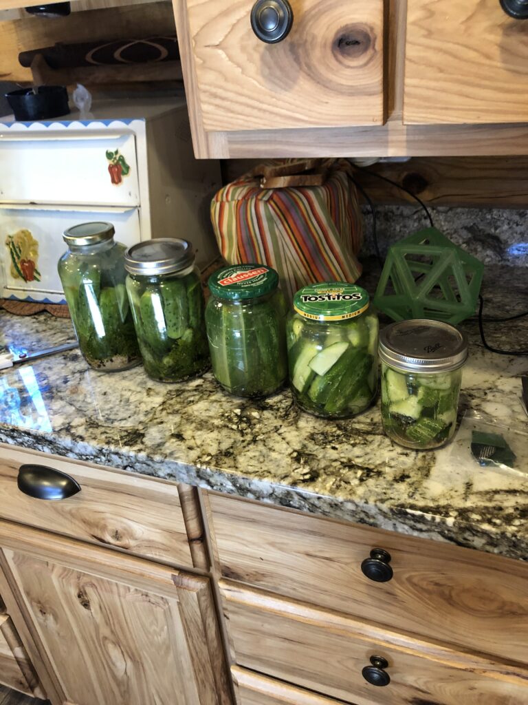 a beautiful display of fermenting cucumbers all lined up on the counter in clear jars. 