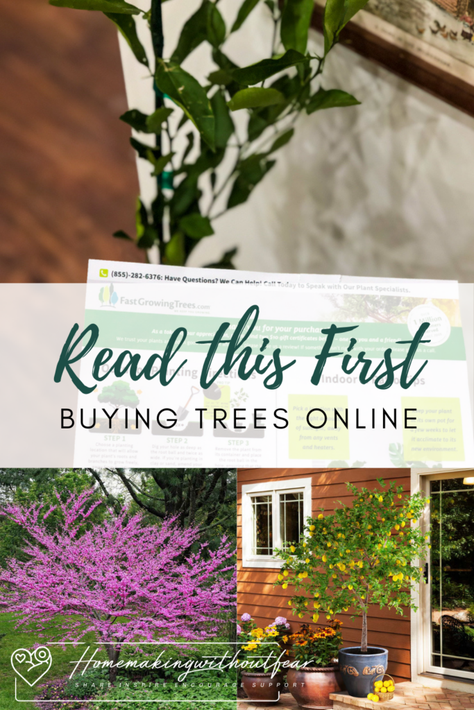 I get it ! Trees are EXPENSIVE. They are an investment in the first place and huge commitment to care for. You want to make sure that what you spend your hard earned money on will GROW and be everything you what them to be. Fear not! There are many affordable, reliable and most importantly RESPONSIBLE options out there. Here are the Top 4 Places to Buy Trees Online and WHY.