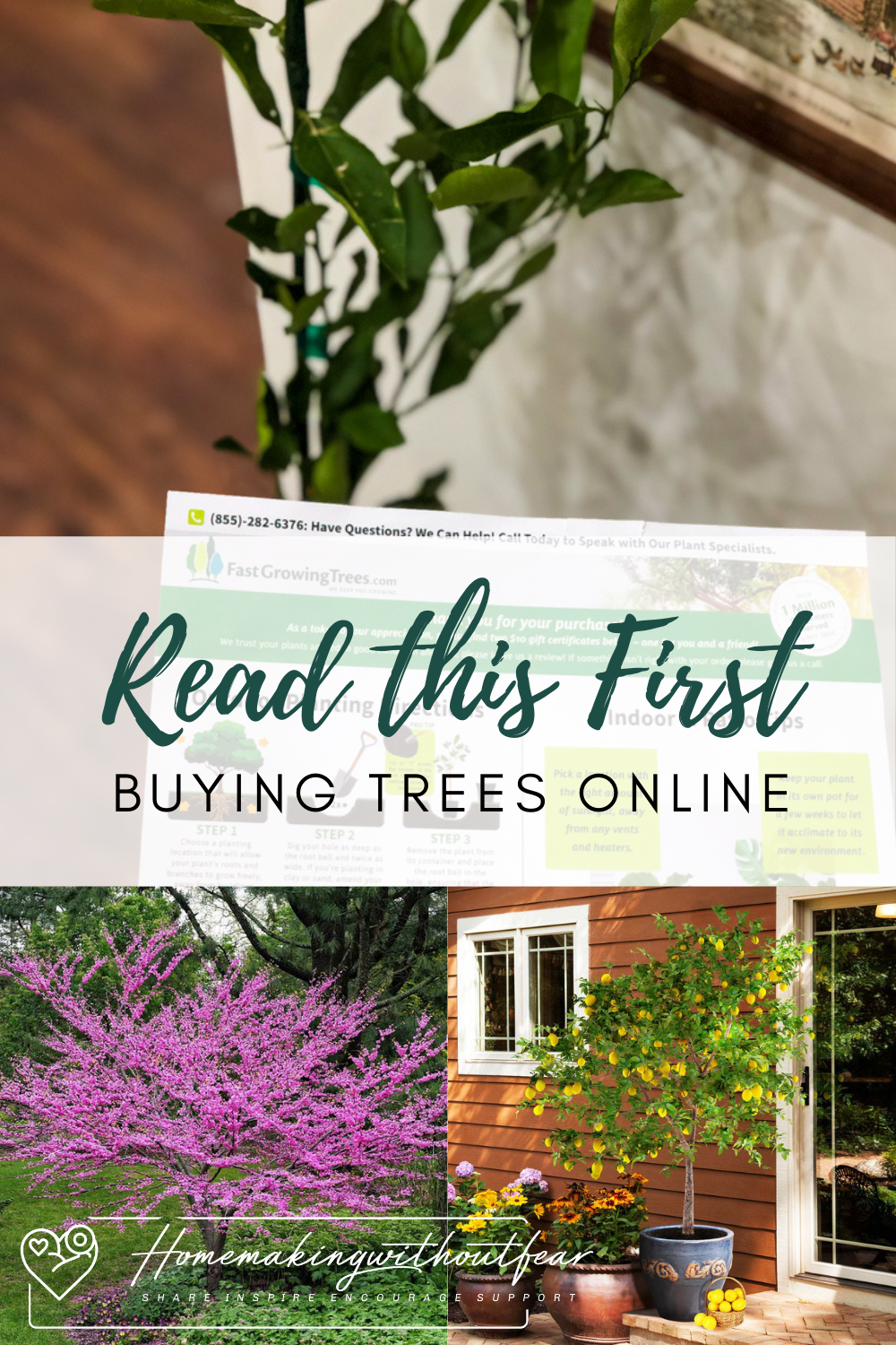 Top 4 Places to Buy Trees Online - Homemaking Without Fear