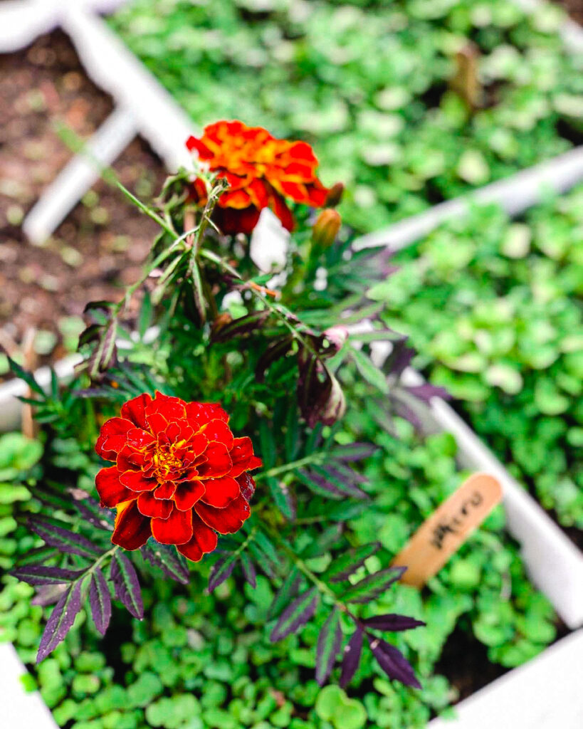 A Potager Garden is a homemaker's pride and joy. A "kitchen garden" that is truly your teammate in the daily grind of meal making. A space of BEAUTY and BOUNTY, it is truly way more than the sum of it's humble parts. Won't you join me in my Small Potager Garden for a lil' inspiration. 