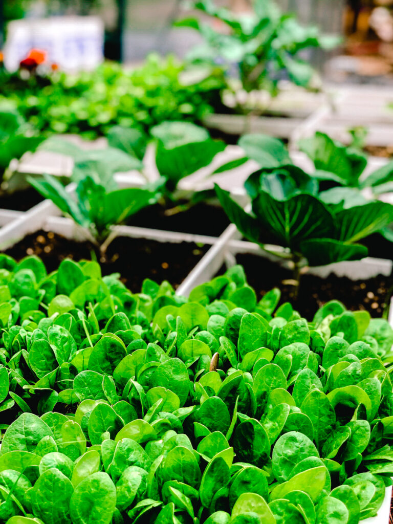 A Potager Garden is a homemaker's pride and joy. A "kitchen garden" that is truly your teammate in the daily grind of meal making. A space of BEAUTY and BOUNTY, it is truly way more than the sum of it's humble parts. Won't you join me in my Small Potager Garden for a lil' inspiration. 