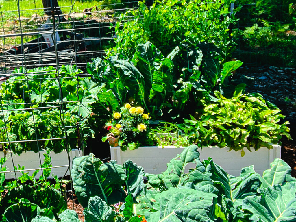 A Potager Garden is a homemaker's pride and joy. A "kitchen garden" that is truly your teammate in the daily grind of meal making. A space of BEAUTY and BOUNTY, it is truly way more than the sum of it's humble parts. Won't you join me in my Small Potager Garden for a lil' inspiration. 